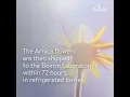 Download Lagu The Science of Arnica - Boiron Expertise
