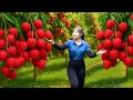 Download Lagu Harvesting Many Lychee THIEU 98 Go To Market Sell - Gardening and Cooking | Lucia New Life