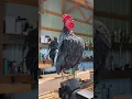 Download Lagu Ayam Kate Serama Berkokok Diatas Meja #bird #animal #chick #chicken #farm #hen #rooster #pigeon #pet