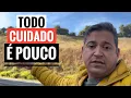 Download Lagu POR POUCO NÃO TEVE UMA TRAGÉDIA NO SÍTIO HOJE.