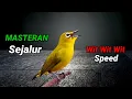 Masteran Pleci Nembak Sejalur Panjang
