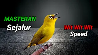 masteran pleci nembak sejalan panjang