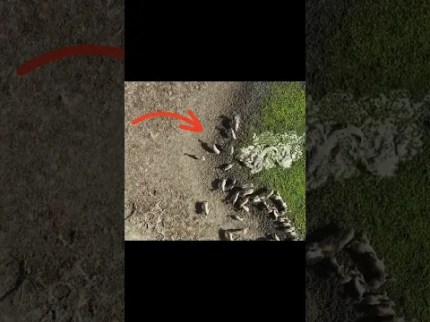 Why Crocodile Dangerous Attack Animal By info fact News