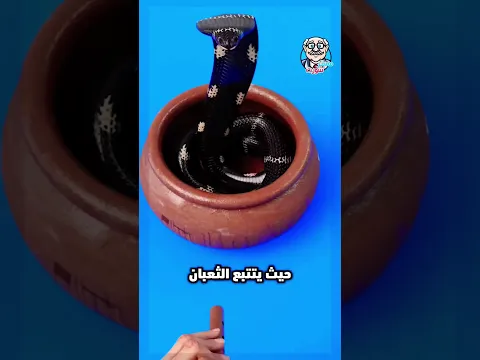 كيف تتم عملية سحر الثعابين؟ 😱