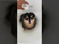 Download Lagu My Pomeranian Loves To Take Baths 🛁 #shorts #dog