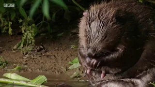 The Beavers of the River Otter