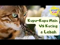 Download Lagu VIRAL! Kupu-kupu PALING lucu | Lagu Kupu-Kupu