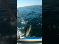 Download Lagu The elusive nearshore mahi mahi of south Texas 🎣 #fishing #seadoo