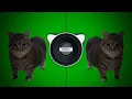 W\u0026W - OIIA OIIA x Spinning Cat (Bass Boosted)