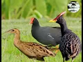 Download Lagu Suara pikat burung Ayam-ayaman campuran mandar batu