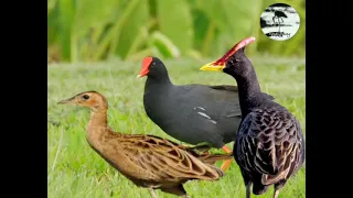 Download Suara pikat burung Ayam-ayaman campuran mandar batu MP3
