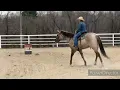 Grulla Mare AQHA 2015 Tuff Enuff Jo - Homozygous Dun
