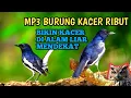 Download Lagu suara pikat kacer ribut//bikin kacer di alam liar mendekat mp3 jernih super ampuh