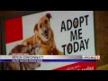 SPCA Cincinnati How the pet adoption process works