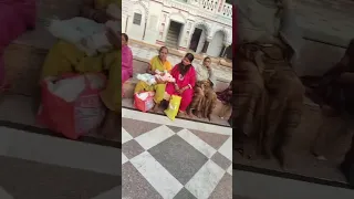                         دندنها