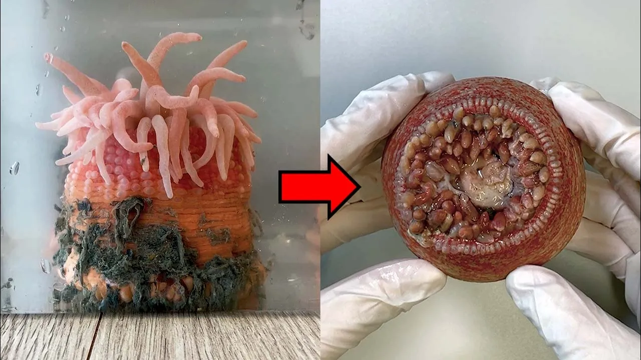 Strange Organ Inside a Sea Anemone! -  Sea Anemone Dissection