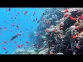 Download Lagu Snorkeling Sharm El Sheikh. Red Sea. Ras Mohammed National Park. The Alternatives. July 2023