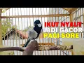 Download Lagu Pagi Siang Malam Dijamin Glatik Batu Lawan Pasti BUNYI GACOR, Dengan Pancingan Glatik Batu Gacor Ini