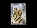 KPRC 2 Investigates Horrid look inside Fungus found in bananas