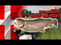 Download Lagu Dieser See kocht vor Fisch | Forellenangeln in Dänemark | Filskov Fiskesø