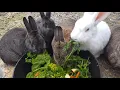 Rabbits eating salad