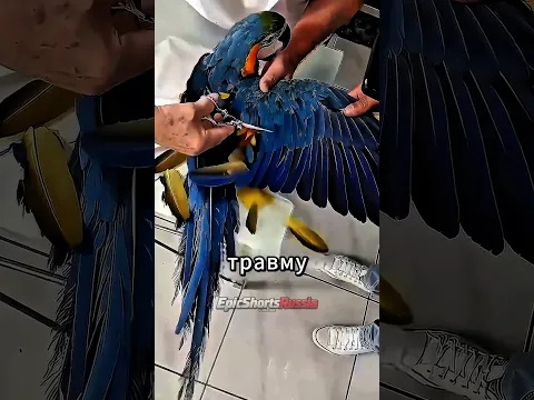 Не Подрезай Крылья Попугаю 🦜