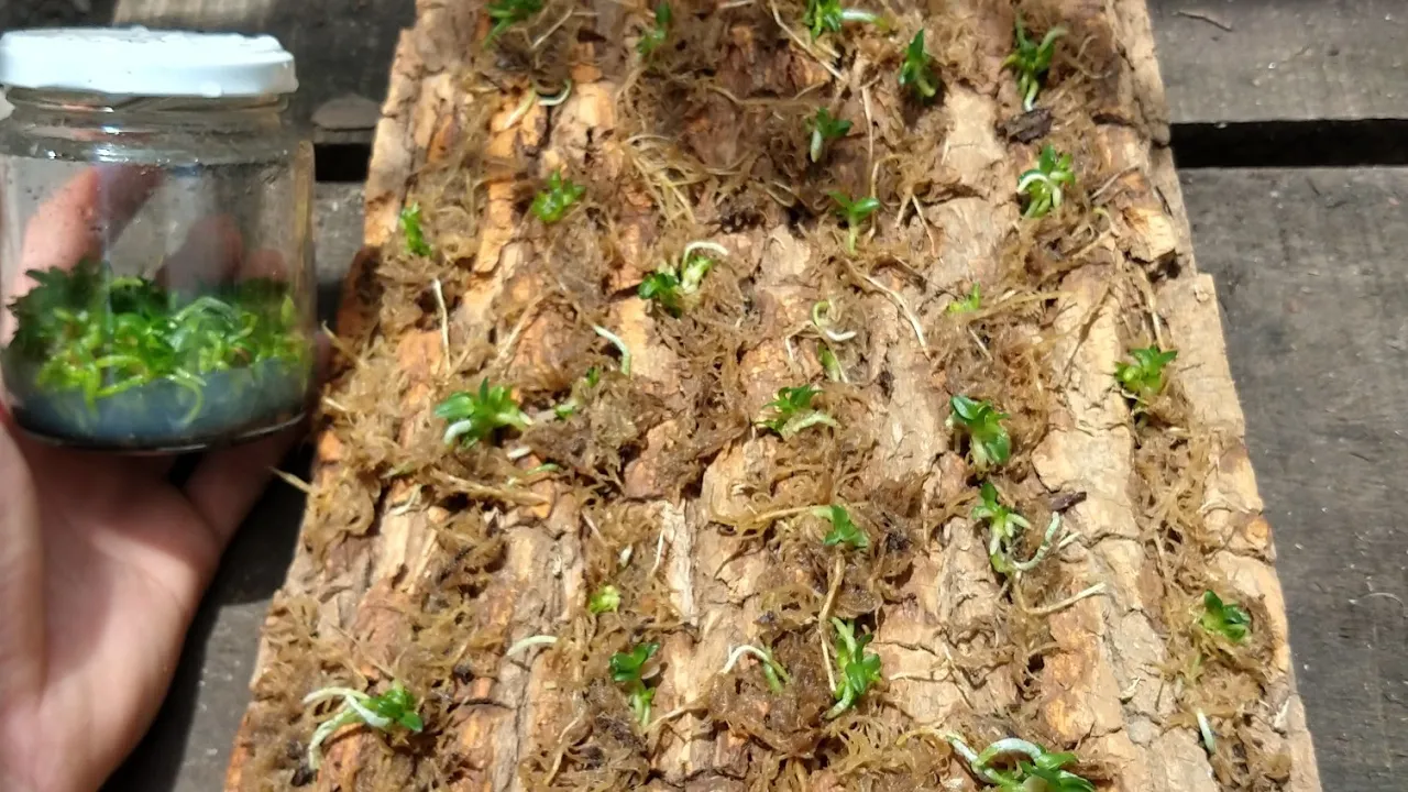 PLANTANDO SEEDLINGS DE ORQUÍDEAS NA CASCA DE PEROBA