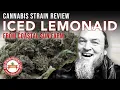 Coastal Sun Farm Iced Lemonaid Strain Review 24 THC