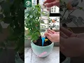 Download Lagu Easy DIY Drip Irrigation System | Automatic Plant Watering Hack #gardeninghacks #diytools