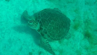 Sophisticated St. Barths / Saint Barthélemy – we loved it! / Sailing Aquarius #5