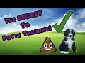 The Secret to Potty Training your AussieDoodle