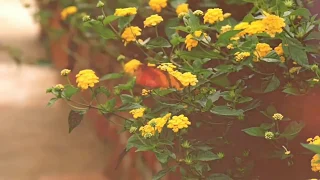 موسيقى حزينة من مسلسل فضيلة وبناتها 