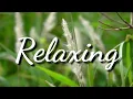 Download Lagu 1 Minute Relaxing Music - Peaceful Ambient - Stress Relief - Nature Background - Meditation