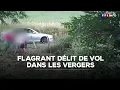 Download Lagu Flagrant délit de vol dans les vergers ｜TF1 INFO