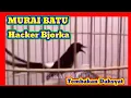 Lagu Murai batu sujud muntah isian@kkmkicau5758 @universitasburung @manukesimbah
