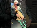 Pet of the week Ultra