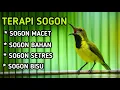 Lagu Terapi sogon bisu, sogon malas bunyi, sogon macet, sogon stress, jaminan jadi gacor
