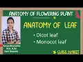 Ch-6 Anatomy of Leaf Monocot Vs Dicot Leaf Anotomy of Flowering Plants Class 11