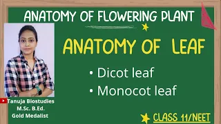 Ch-6 Anatomy of Leaf Monocot Vs Dicot Leaf Anotomy of Flowering Plants Class 11