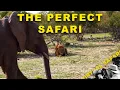 Download Lagu Leeuwen, olifanten en neushoorns samen - toen een luipaard | Virtuele safari #292