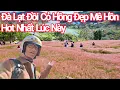 Lagu Đà Lạt Đồi Cỏ Hồng Hot Nhất Lúc Này, Hướng Dẫn Đường Đến