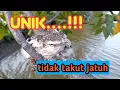 Download Lagu Sarang burung kapasan/kapas kemiri