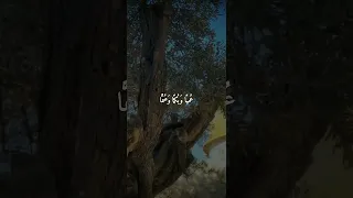 سورة الإسراء القارئ اسلام صبحي 