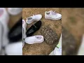 Racist turtle