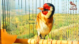 حسون نظيف من الاخطاء يغرد دون توقف 