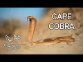 Download Lagu Cape cobra, one of the most venomous cobras in Africa, colorful snake, cobra vs. meerkats