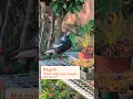Download Lagu Ulasan burung murai: ⭐⭐⭐⭐⭐#tanaman karnivora #burung pekarangan belakang #burung murai australia #burung murai