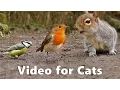 Download Lagu Birds for Cats to Watch : Squirrels and Birds Cat Games Extravaganza Videos