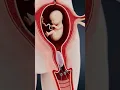 Lagu Exploring the Female Reproductive System #baby #babylove #vairalvideo #baby #3danimation #pregnant