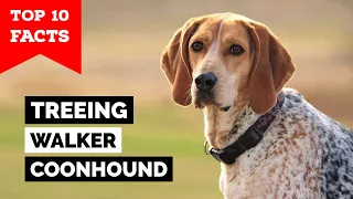 Treeing Walker Coonhound - Top 10 Facts